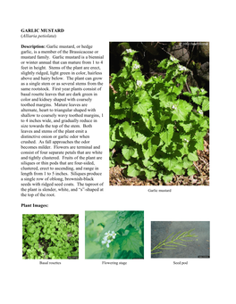 GARLIC MUSTARD (Alliaria Petiolata) Description