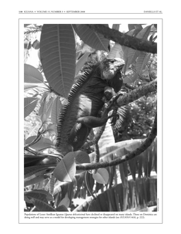 Iguana B&W Text