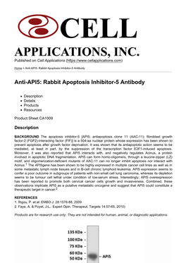 Anti-API5: Rabbit Apoptosis Inhibitor-5 Antibody