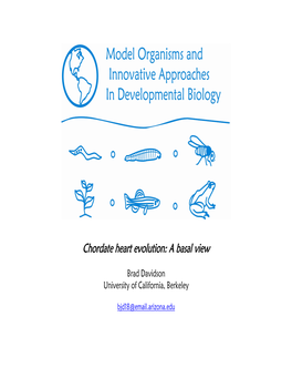 Chordate Heart Evolution: a Basal View