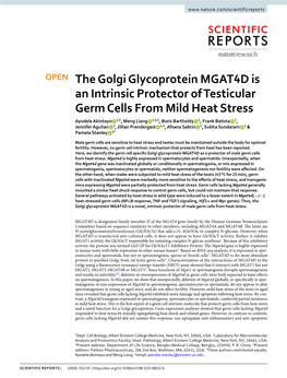 The Golgi Glycoprotein MGAT4D Is an Intrinsic Protector of Testicular