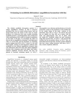 Anguilliform Locomotion in Needlefish