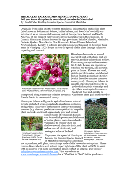 HIMALAYAN BALSAM (IMPATIENS GLANDULIFERA): Did You Know This Plant Is Considered Invasive in Manitoba? By: Sandi Faber Routley, Invasive Species Council of Manitoba