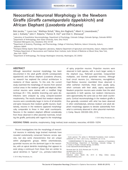 Neocortical Neuronal Morphology in the Newborn Giraffe (Giraffa Camelopardalis Tippelskirchi) and African Elephant (Loxodonta Africana)