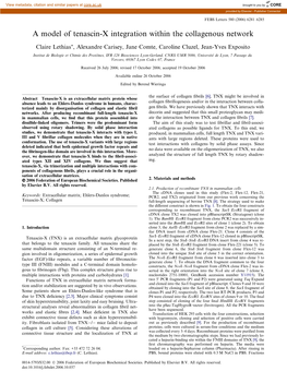 A Model of Tenascin-X Integration Within the Collagenous Network