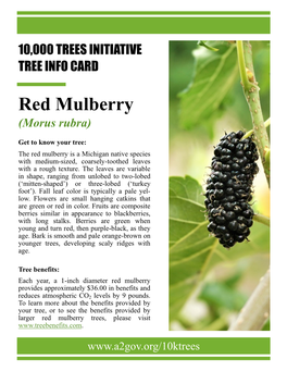 Red Mulberry.Pdf