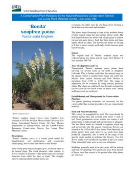 'Bonita' Soaptree Yucca, Yucca Elata Conservation Plant Release Brochure