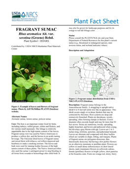 Fragrant Sumac (Rhus Aromatica) Plant Fact Sheet