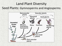 Lecture 6B Land Plants: Gymnosperms and Angiosperms