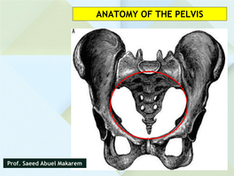 Pelvic Wall Joints of the Pelvis Pelvic Floor