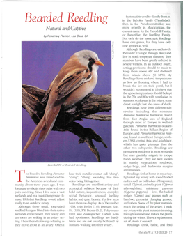 Bearded Reedling