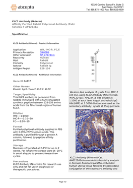 KLC2 Antibody (N-Term) Affinity Purified Rabbit Polyclonal Antibody (Pab) Catalog # Ap12241a