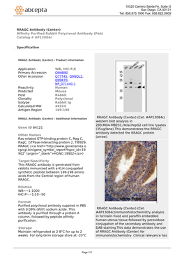 RRAGC Antibody (Center) Affinity Purified Rabbit Polyclonal Antibody (Pab) Catalog # Ap13084c