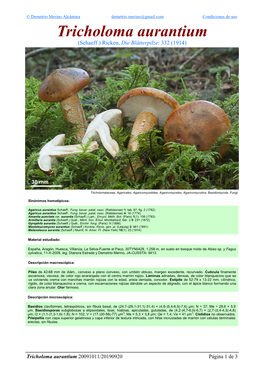 Tricholoma Aurantium Tricholoma