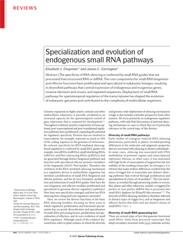 Specialization and Evolution of Endogenous Small RNA Pathways