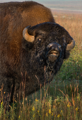 Minnesota Conservation Volunteer T Bona Bison Some of the Nation’S Most Authentic Bison Could Be Coming to a State Park Near You
