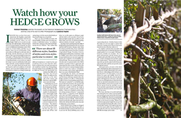 Watch How Your Hedge Grows Graham Downing Watches the Experts at the National Hedgelaying Championships and Has a Tip of His Own to Offer