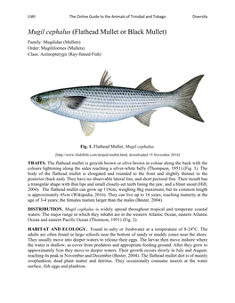 Mugil Cephalus (Flathead Mullet Or Black Mullet) Family: Mugilidae (Mullets) Order: Mugiliformes (Mullets) Class: Actinopterygii (Ray-Finned Fish)