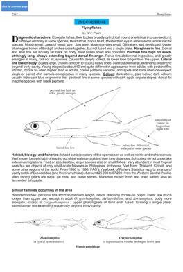 EXOCOETIDAE Flyingfishes by N.V