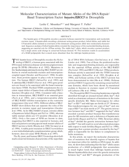 Molecular Characterization of Mutant Alleles of the DNA Repair/ Basal Transcription Factor Haywire/ERCC3 in Drosophila