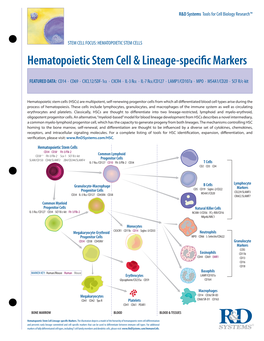 Hematopoietic Stem Cell & Lineage-Specific Markers
