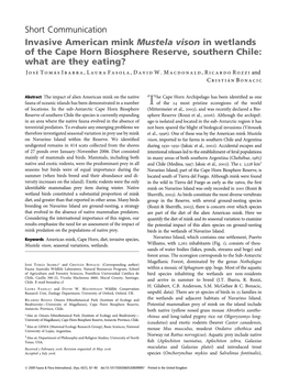 Invasive American Mink Mustela Vison in Wetlands of the Cape Horn Biosphere Reserve, Southern Chile: What Are They Eating?