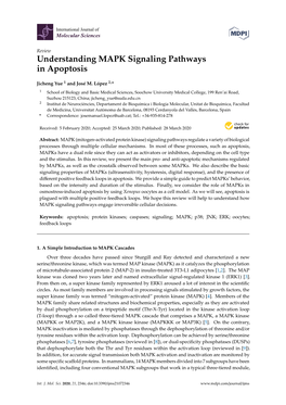 Understanding MAPK Signaling Pathways in Apoptosis