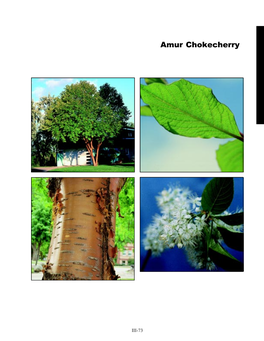 Amur Chokecherry