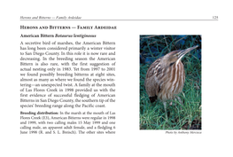 Bittern, American