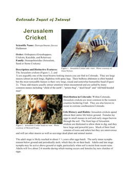 Jerusalem Cricket