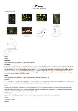 Acacia Extensa Lindl