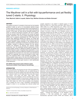 The Mauthner Cell in a Fish with Top-Performance and Yet Flexibly Tuned C-Starts