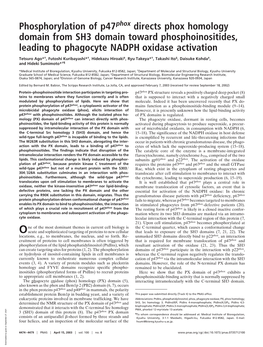 Phosphorylation of P47 Directs Phox Homology Domain from SH3