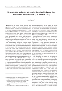 Reproduction and Paternal Care in the Asian Bird Poop Frog, Theloderma Albopunctatum (Liu and Hu, 1962)