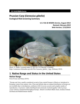 Prussian Carp (Carassius Gibelio) ERSS