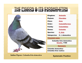 The Pigeon & Its Exoskeleton