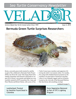 Sea Turtle Conservancy Newsletter