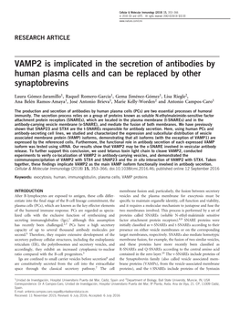 VAMP2 Is Implicated in the Secretion of Antibodies by Human Plasma Cells and Can Be Replaced by Other Synaptobrevins