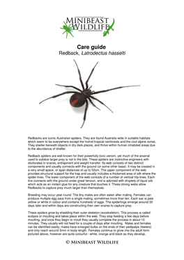 Care Guide Redback, Latrodectus Hasselti