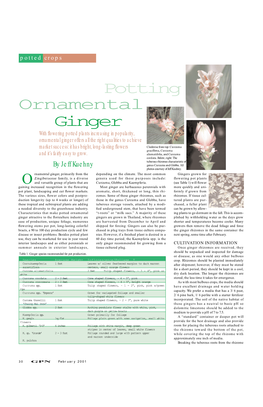 Ornamental Potting Ginger