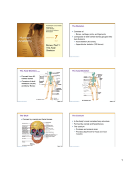 Bones, Part 1: the Axial Skeleton