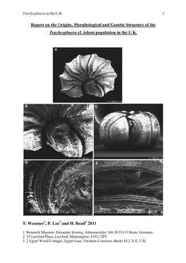 Report on the Origins, Morphological and Genetic Structure of the Trachysphaera Cf