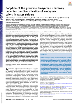 Cooption of the Pteridine Biosynthesis Pathway Underlies the Diversification of Embryonic Colors in Water Striders