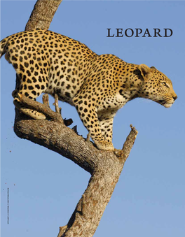 Leopard Stuart G Porter / Shutterstock G Porter Stuart נמר Leopard Namer