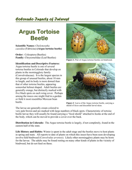 Argus Tortoise Beetle