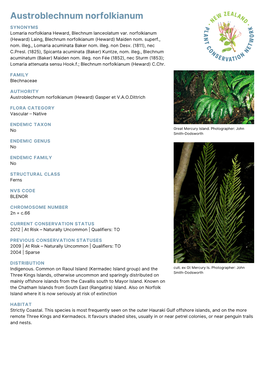 Austroblechnum Norfolkianum