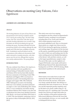 Observations on Nesting Grey Falcons, Falco Hypoleucos