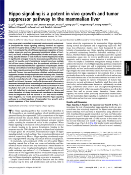 Hippo Signaling Is a Potent in Vivo Growth and Tumor Suppressor Pathway in the Mammalian Liver