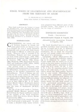 Fossil Woods of Leguminosae and Anacardiaceae from the Tertiary of Assam