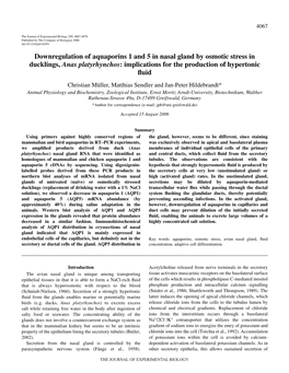 Downregulation of Aquaporins 1 and 5 in Nasal Gland by Osmotic Stress In